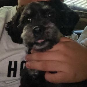 Meet your Posher, Andy